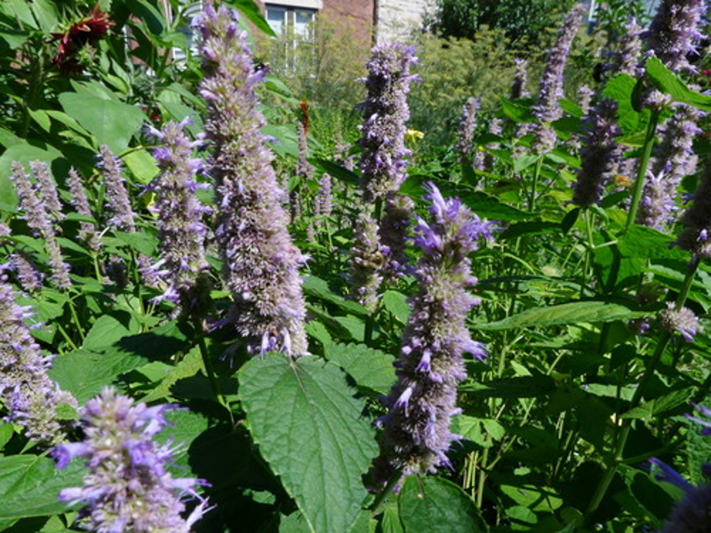 <p>square stems; opposite leaves; bilabiate flowers</p><p>leaves: even spaced teeth; pubescent; cordate</p><p>tube shaped flowers</p><p>licorice smell</p>