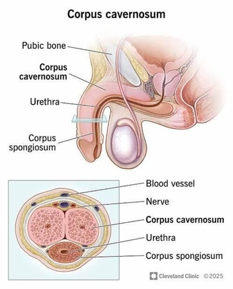 <p>Two corpus cavernosa and one corpus spongiosum.</p>