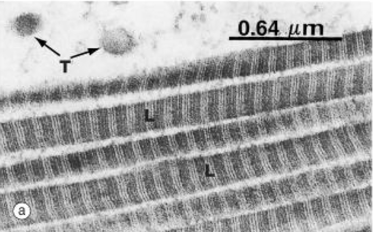 <p>A- identify</p><p>B- Histological features</p>