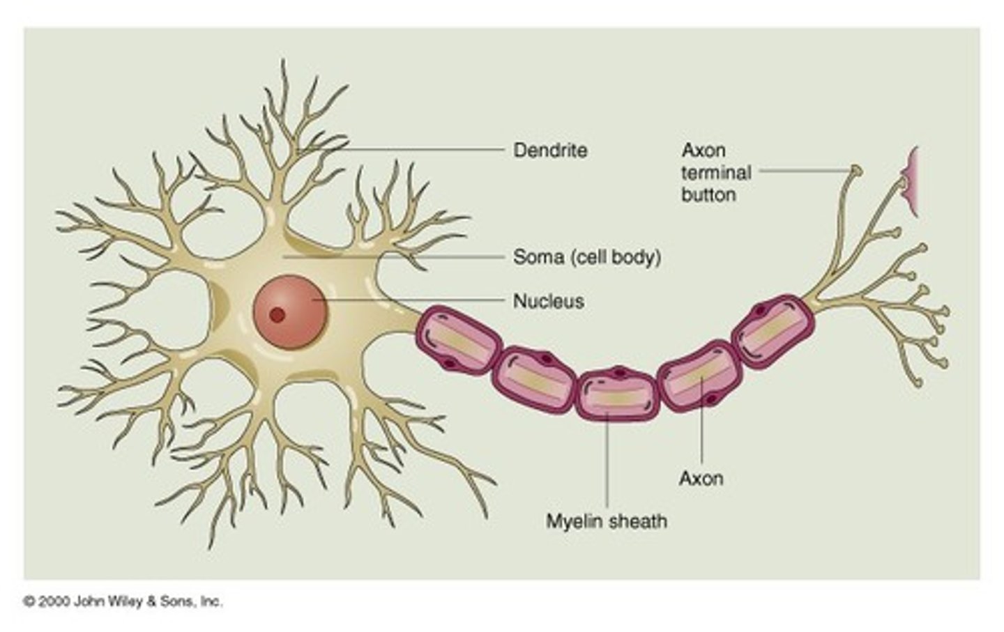 <p>Cell Body <br>Axon <br>Axon Terminal <br>Dendrites<br>Axon Hillock <br>Myelin sheath <br>Nodes of Ranvier</p>