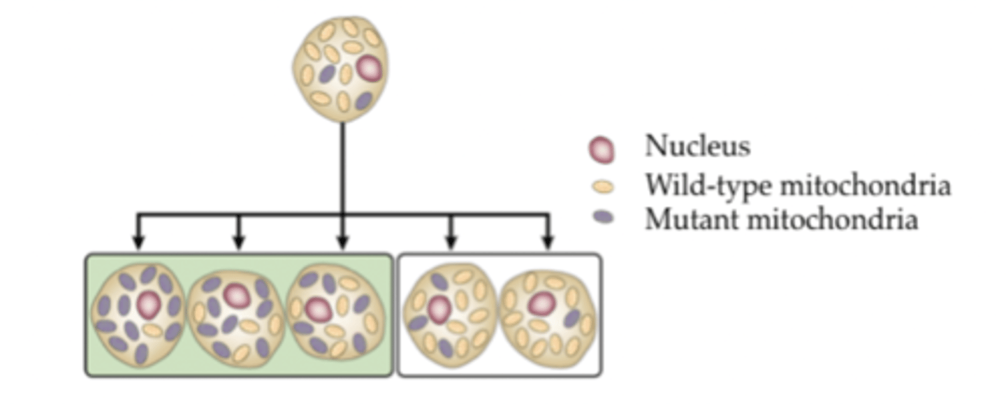 <p>- single cell has a combination of mutant and wild type mitochondria</p><p>- dividing cells unevenly distribute mutant mitochondria</p><p>- a critical number of mutant mitochondria in a cell can result in a disease phenotype</p>