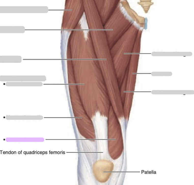 <p>Anterior thigh (superficial)</p>