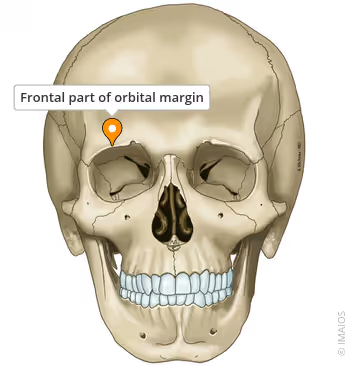 <p>Mark the superior limits of the orbits, the bony recess that supports and protects the eyeballs FRONTAL</p>