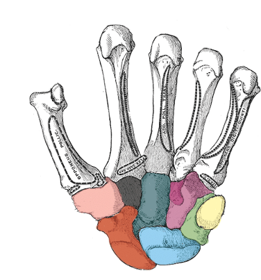 <p>what carpal is light pink</p>