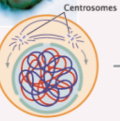 <p>chromosomes begin to condense and the spindle forms</p>