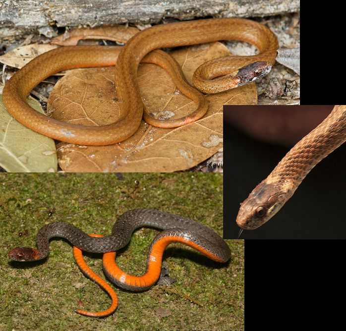 <p>moist, leaf litter; all of GA; 3 spots on back of head; belly color varies, pink-red; dorsal color varies </p>