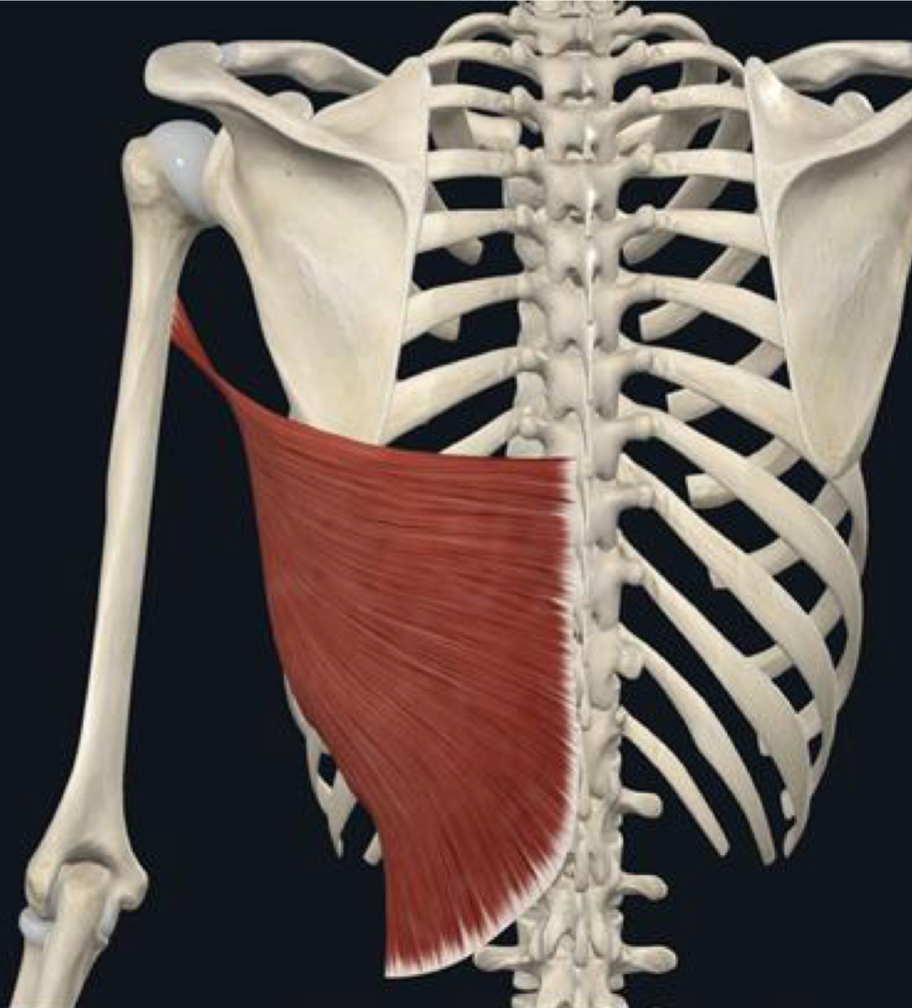 <p>What is the muscle action of latissimus dorsi?</p>