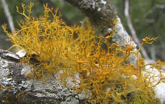 <p>fruticose lichen</p>