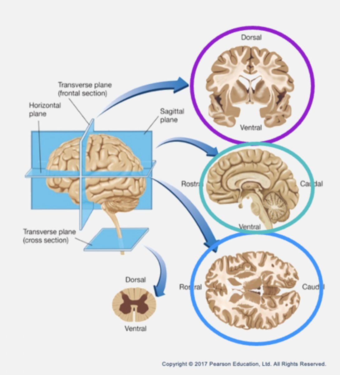 <p>- Frontal (coronal): parallel to forehead (cutting down).</p><p>- Sagittal: arrow (cutting sideways).</p><p>- Horizontal: parallel to the ground.</p>