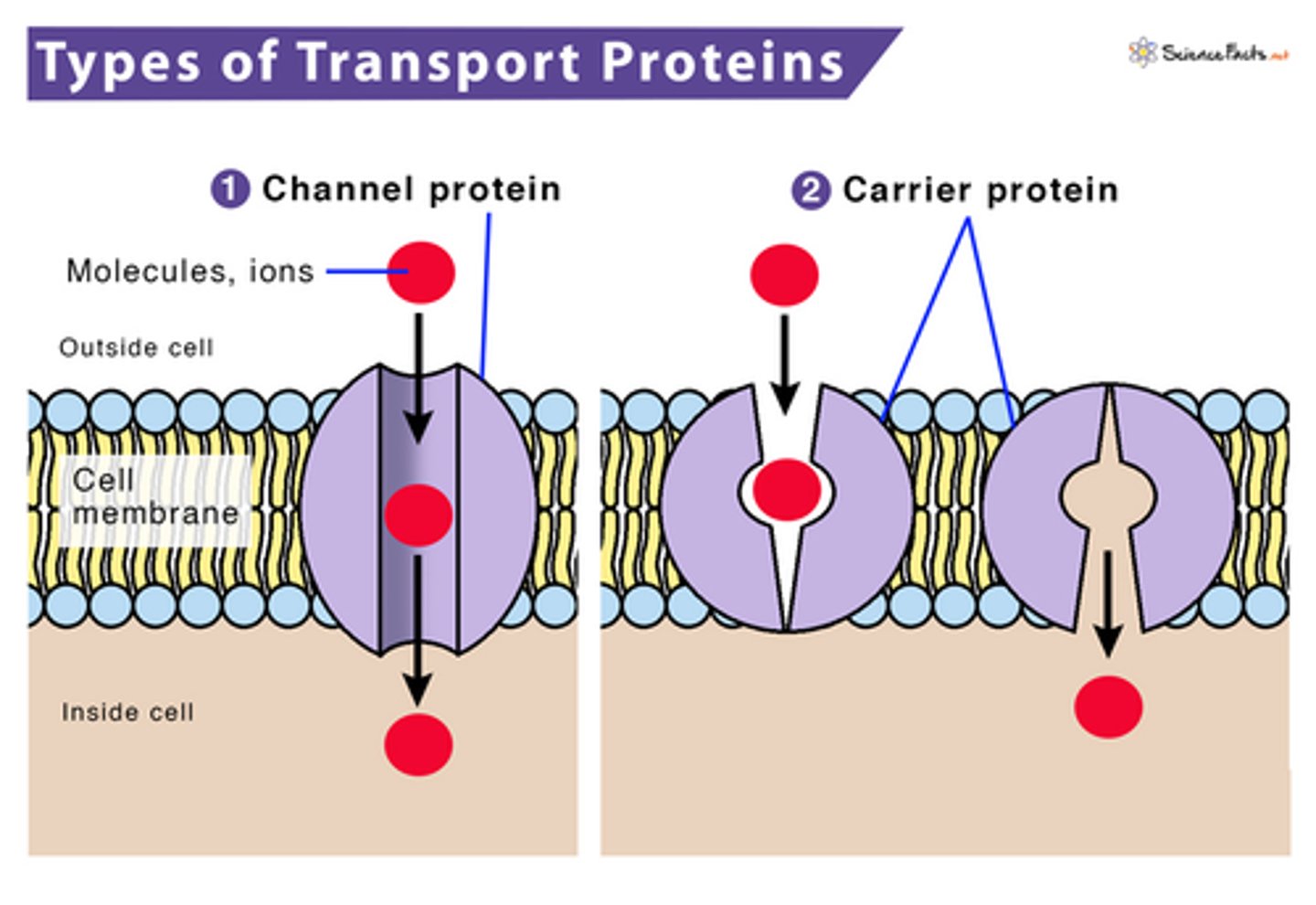 <p>Channel proteins or carrier proteins</p>