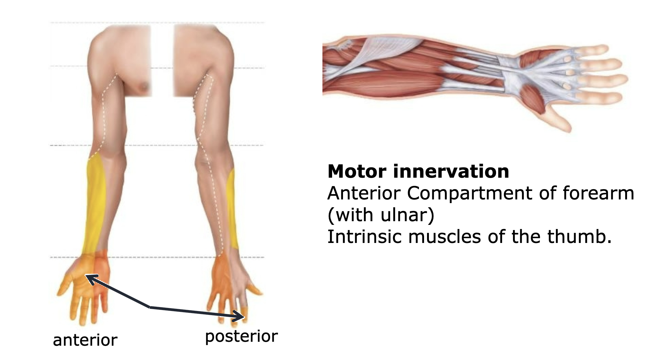 <p>median nerve sensory </p>