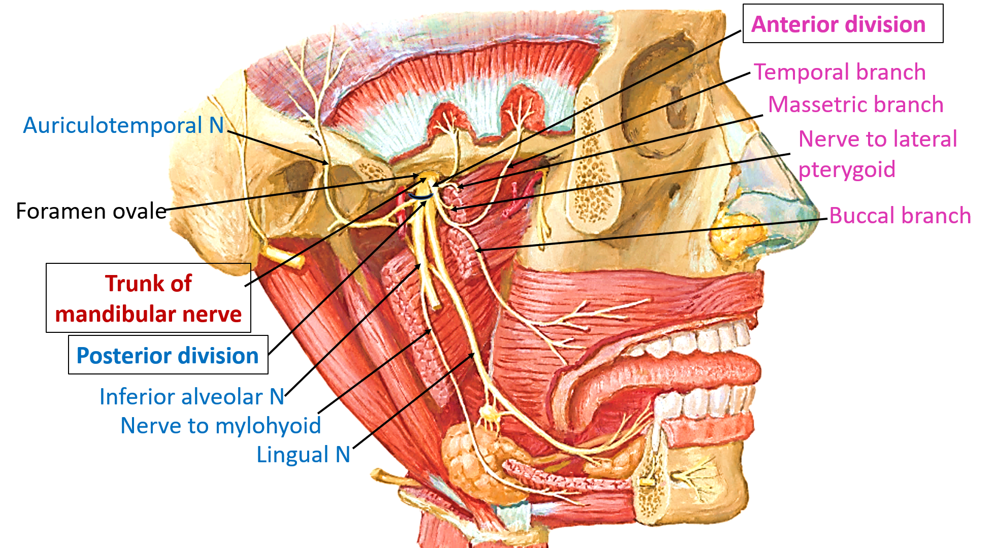 <p>Masticatory muscles</p>