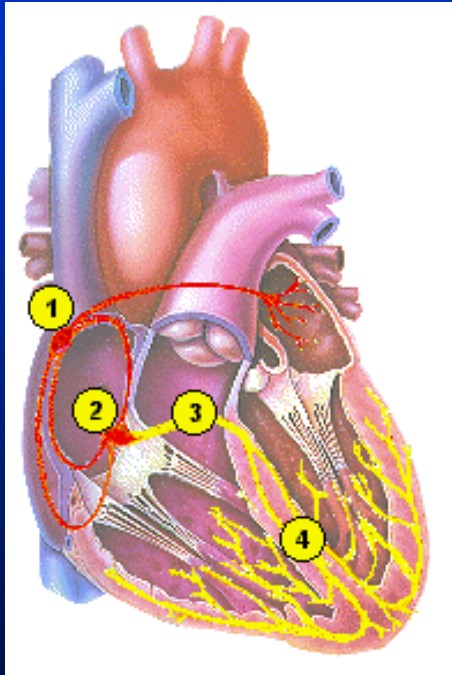 <p>• A. Autorhythmicity • B. Pathway of stimulation – 1. Sinoatrial node – 2. Atrioventricular node – 3. Bundle of His – 4. Purkinje fibers</p>