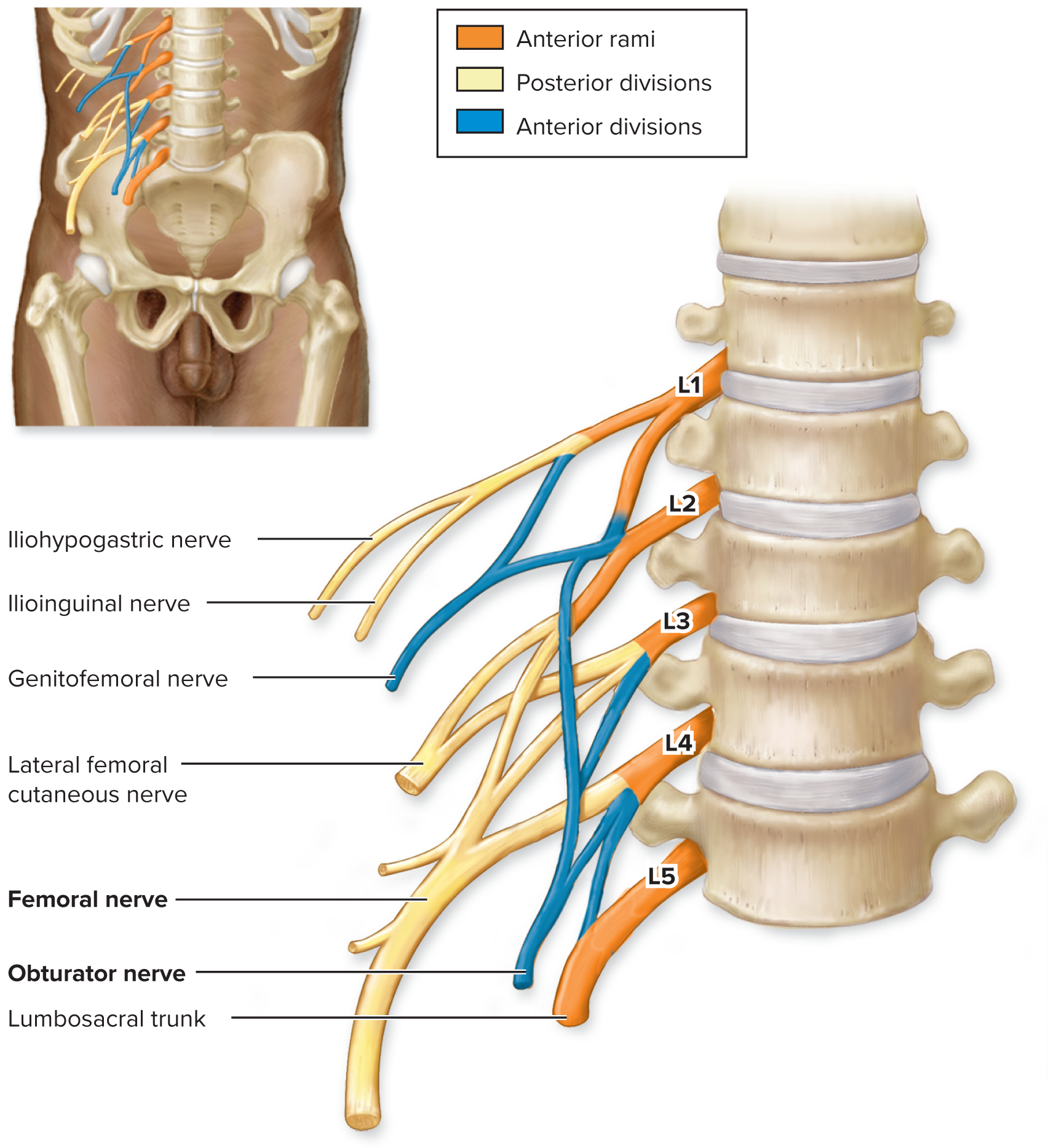 <p>Lumbar Plexus (L1–L4)</p>