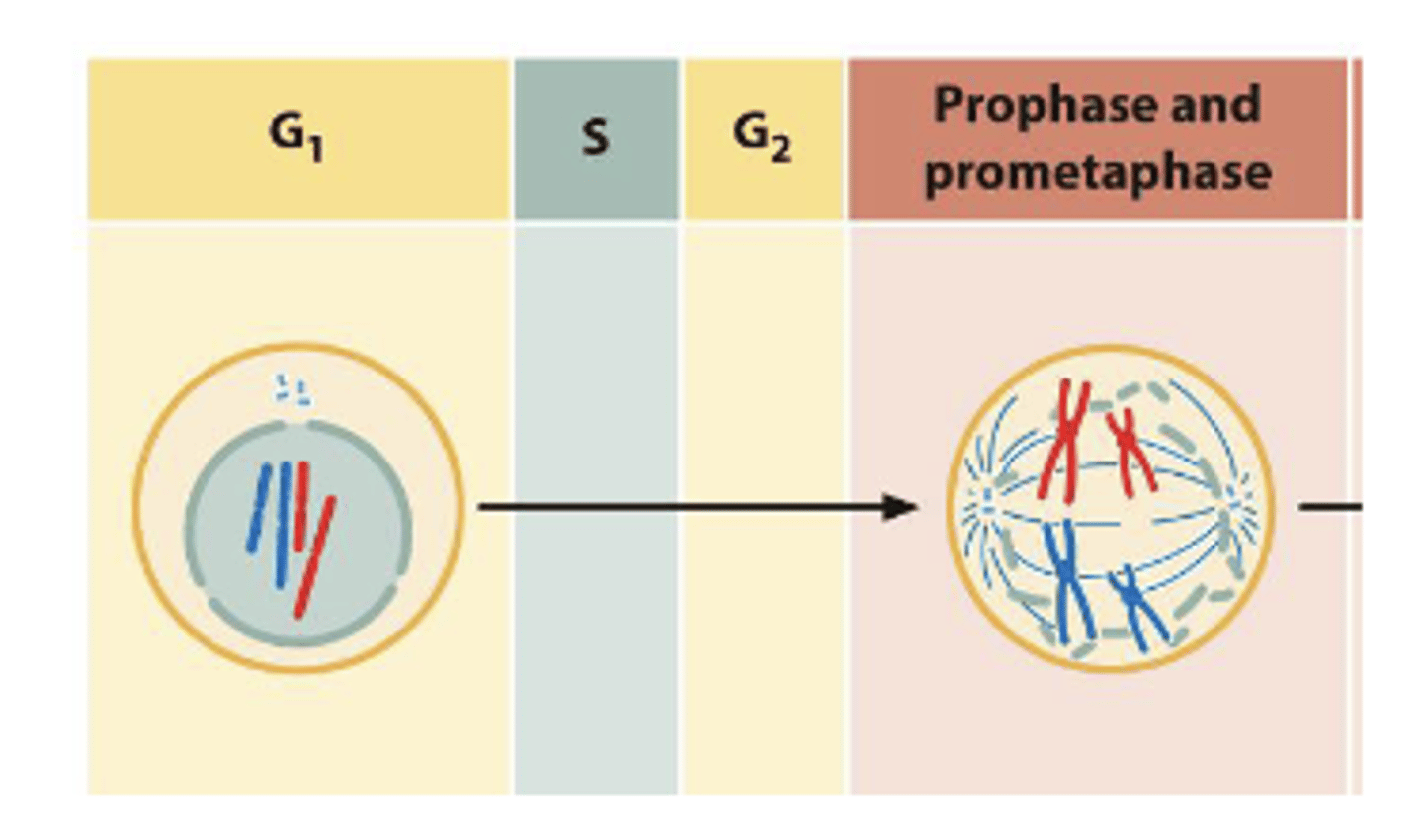 <p>The cell still contains 4 chromosomes, but each chromosome now consists of two sister chromatids, for a total of 8 DNA molecules</p>