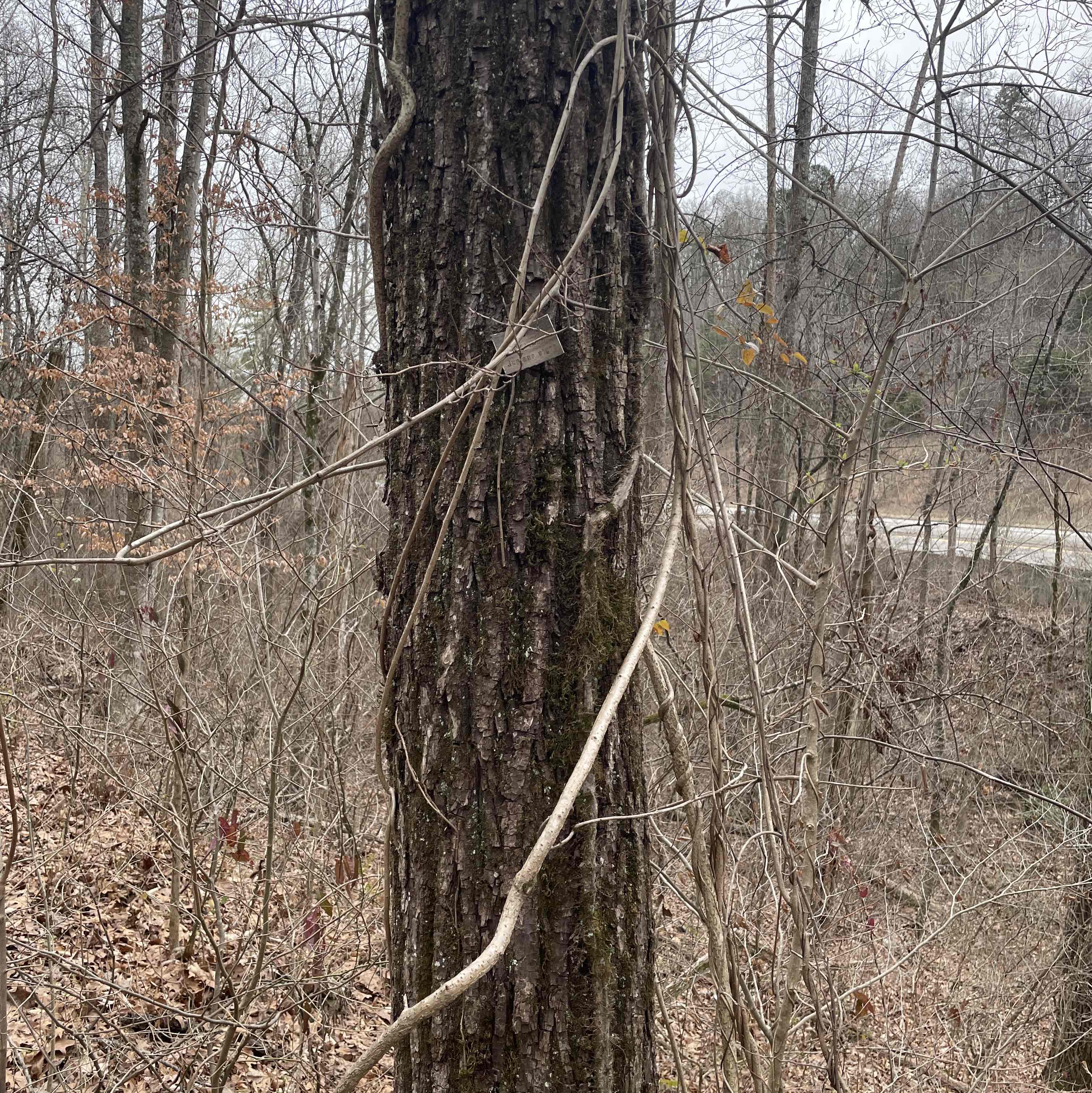 <p>Juglans nigra</p>