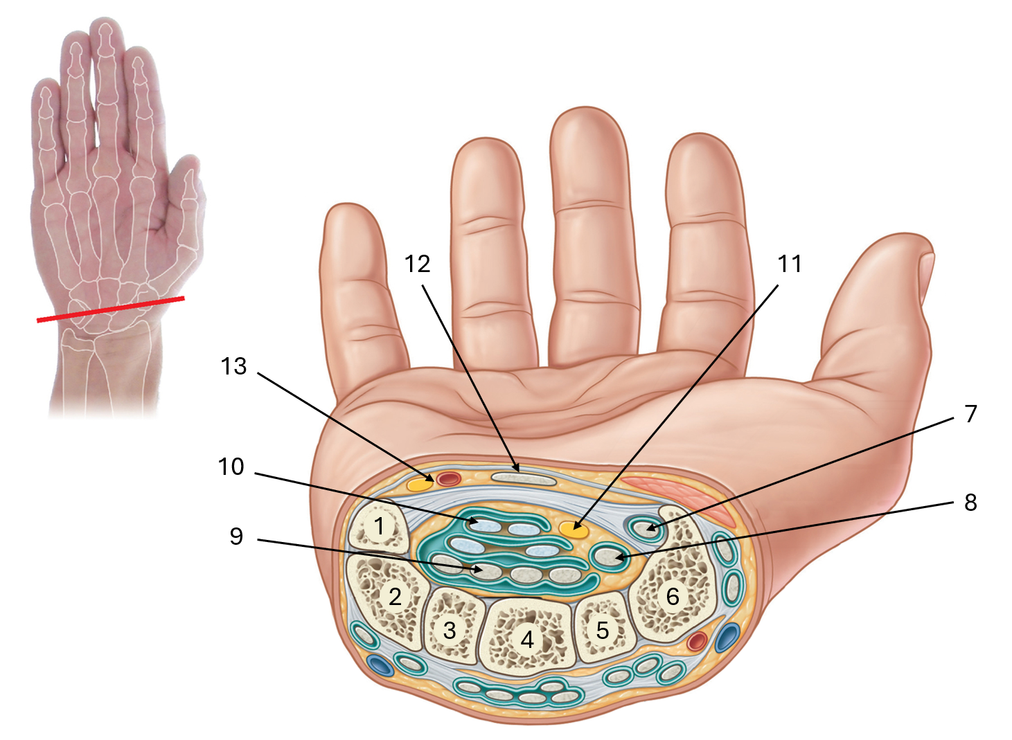 <p>label this diagram of the carpal tunnel</p>