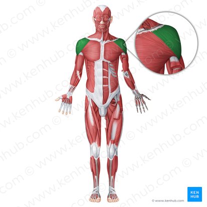 <p><strong>Origin</strong>: Clavicle and scapula</p><p><strong>Insertion</strong>: Deltoid tuberosity of humerus</p><p><strong>Action</strong>: Abducts arm at shoulder</p>
