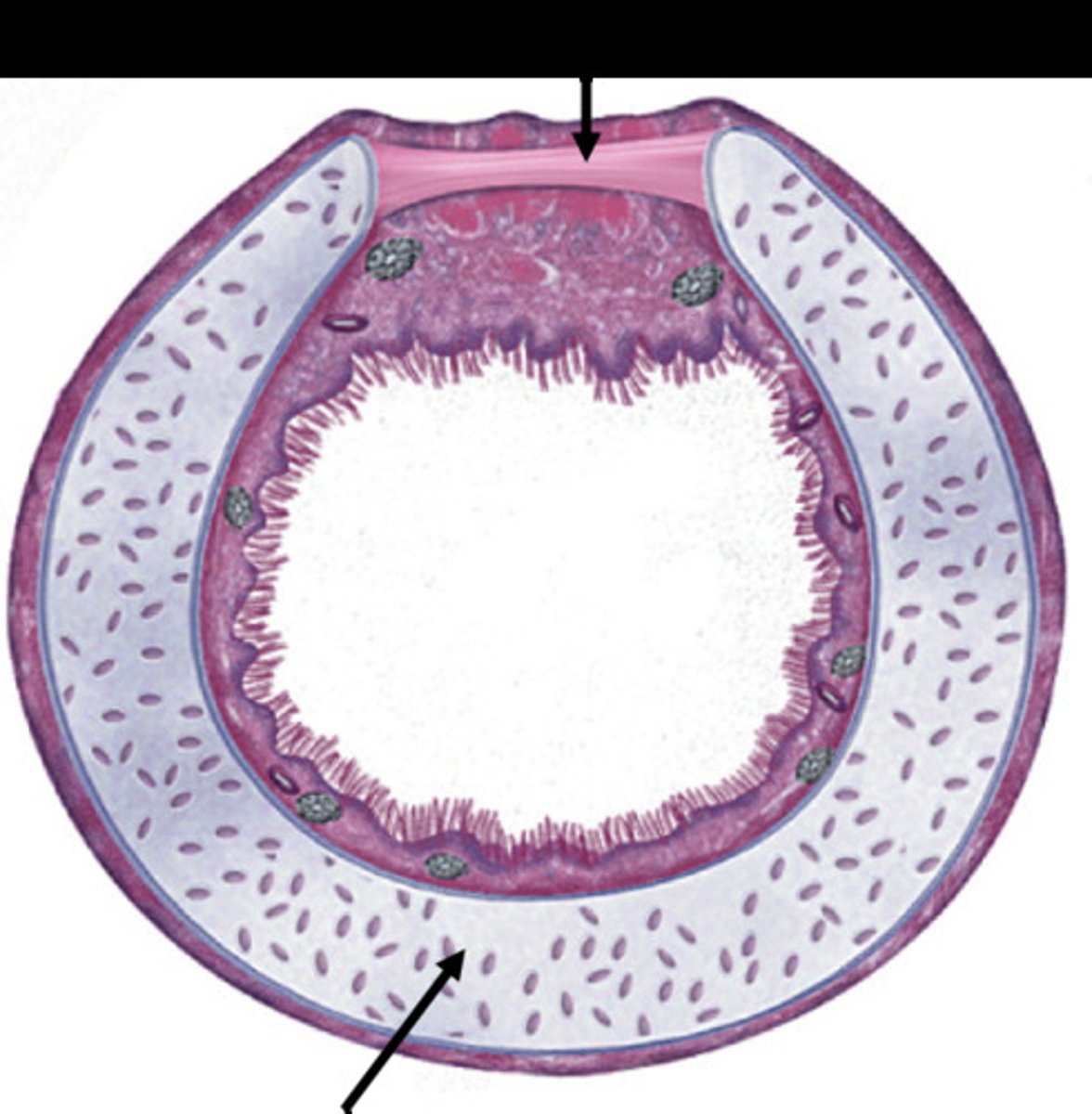 <p>large 'C' shape around most of the diameter</p>