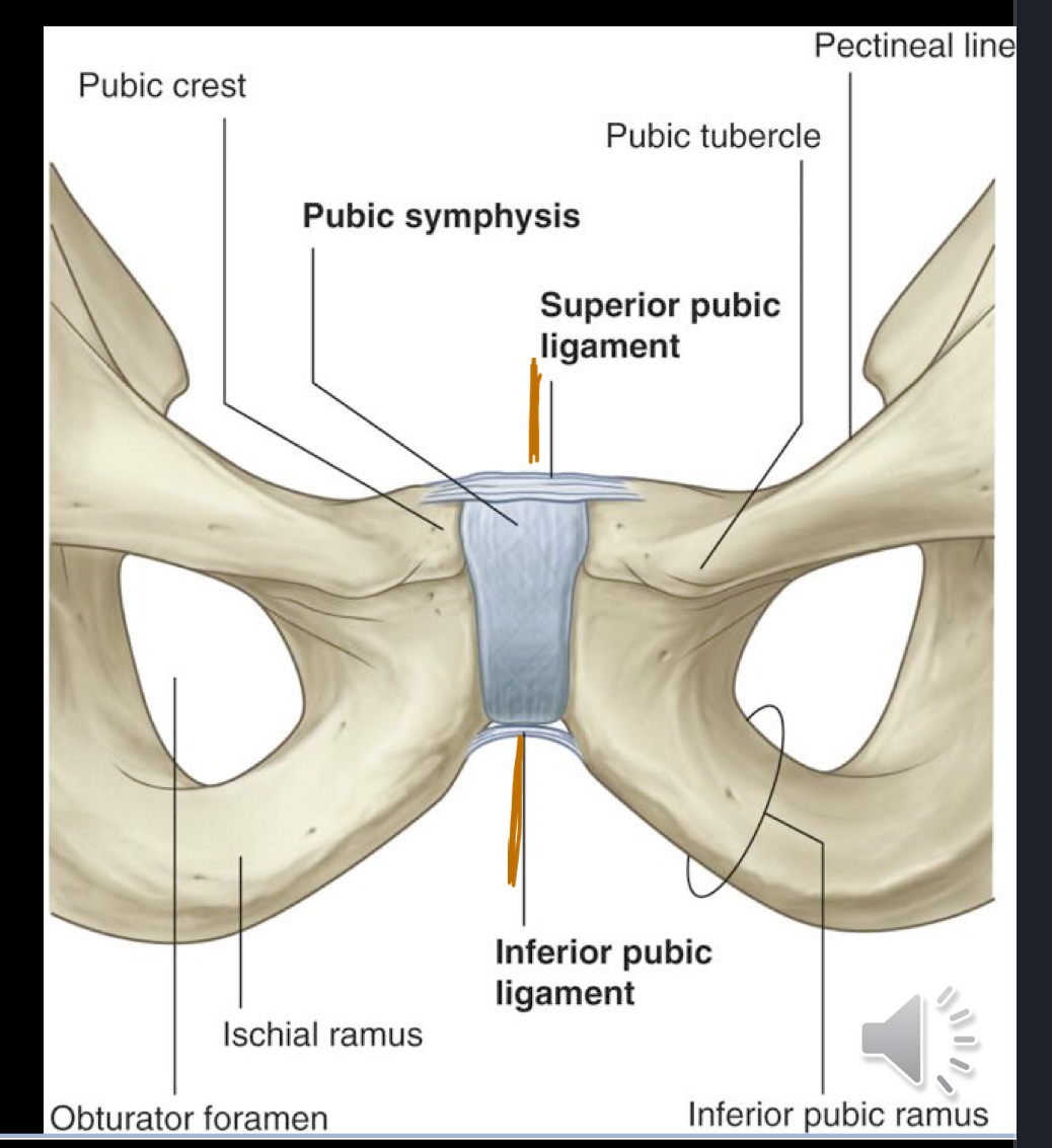 <ul><li><p>Superior pubic ligament</p></li><li><p>Inferior pubic ligament</p><ul><li><p>These ligaments connect the pubic bones at the pubic symphysis, providing stability and limiting separation during movement. </p></li></ul></li></ul><p></p>