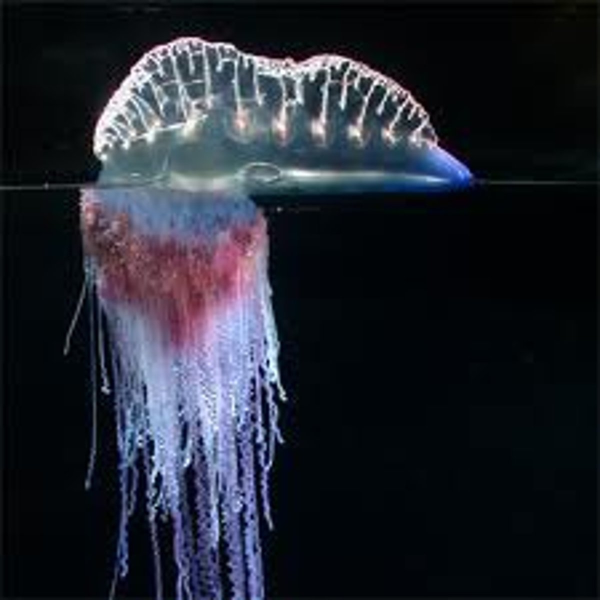 <p>Portuguese man-o-war</p>