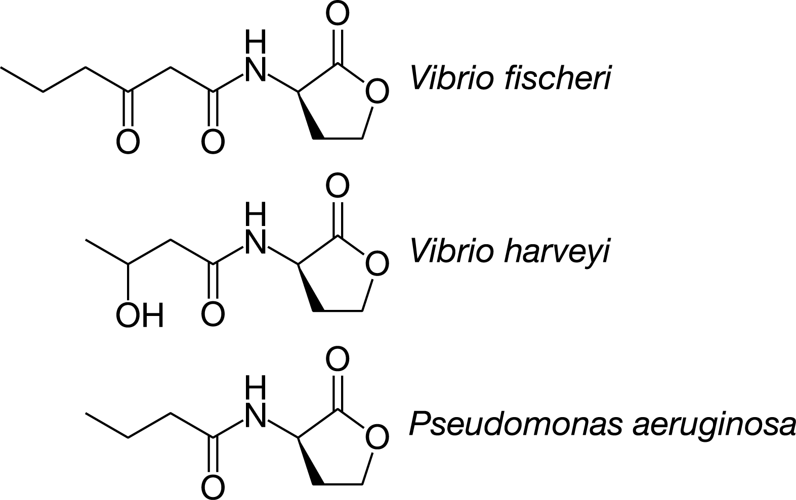 <p><span>Scientists compared the chemical structure of several molecules that various bacterial species use for quorum sensing. Quorum sensing is an ability some bacteria have to detect the number of related cells nearby. The chemical structure of some of these molecules found in certain species of bacteria are shown in Figure 1.</span>Which of the following research questions would best guide an investigation of the link between the structure of the signaling molecules and the evolution of quorum sensing?</p><p>A) Do these molecules require the same receptors in each bacteria species to generate a response?</p><p>B) Did these species evolve from a common ancestor that used a similar signaling molecule?</p><p>C) Do these species all perform the same action when the concentration of the signaling molecules is high enough?</p><p>D) Did these species evolve from the same common ancestor that is still living today and uses the same receptors?</p>