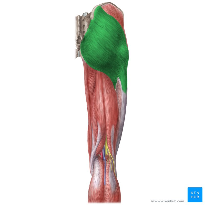 <p><strong>Origin</strong>: Ilium and sacrum</p><p><strong>Insertion</strong>: Gluteal tuberosity of femur and IT band</p><p><strong>Action</strong>: Extends, abducts, and laterally rotates thigh</p><p><strong>Notes</strong>: Largest gluteal muscle.</p>