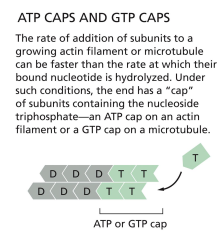 <p>Polymerization requires energy = GTP</p><p>Beta-tubulin carries GTP that is hydrolyzed to GDP soon after assembly into polymer.</p><p>Rapid polymerization = GTP cap,</p><p>while slow addition = hydrolysis catches up.</p>