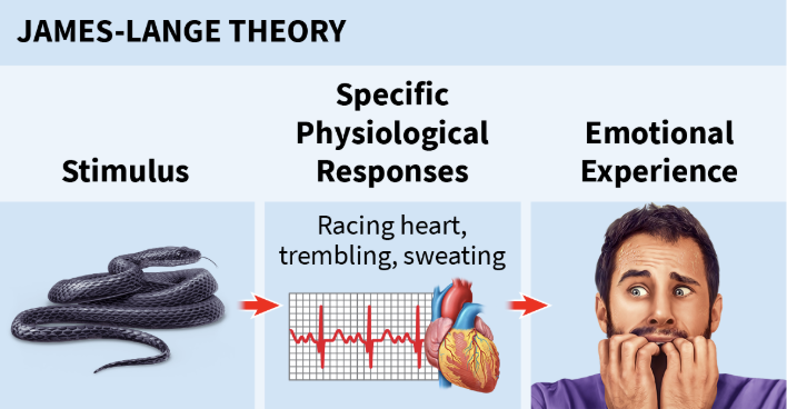 <p>James-Lange Theory</p>