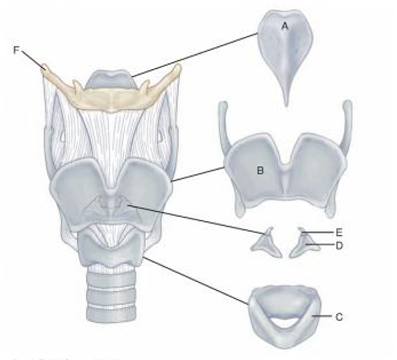 <p>What is the long tube at the end of the larynx?</p>