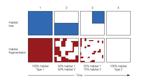 <p>the process by which a larger expanse of habitat is subdivided into smaller pieces, or patches, within a landscape.<br><br>fragmentation: </p><p>(1) alters the size of habitat patches,</p><p>(2) changes the number of habitat patches, </p><p>(3) increases the distance between and isolation among, habitat patches, and </p><p>(4) changes the area-to-perimeter ratio of habitat patches, in turn increasing the amount of edge habitat</p><p></p><p>changes in the configuration of habitat patches (patch size, number, isolation, and</p><p>edge effects) can have either a positive or a negative influence on biodiversity</p>