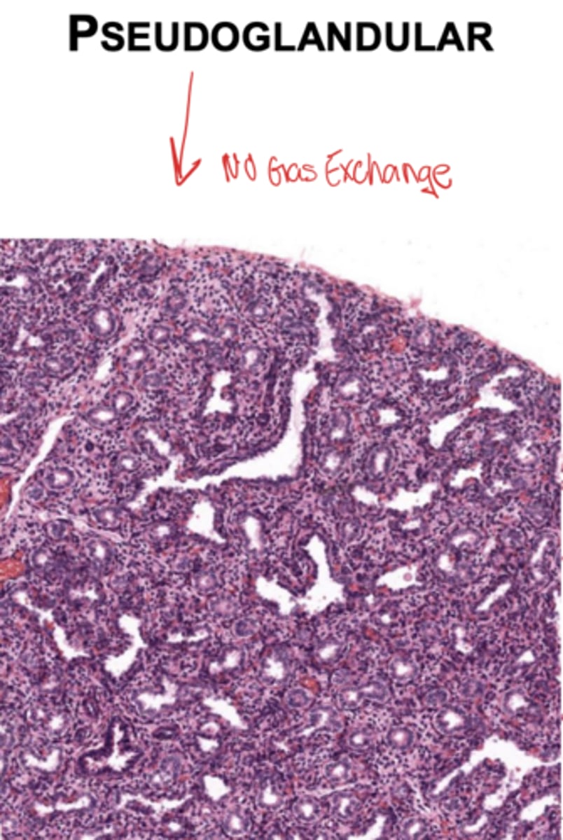 <p>Is gas exchange possible during the pseudoglandular stage? How does it appear?</p>