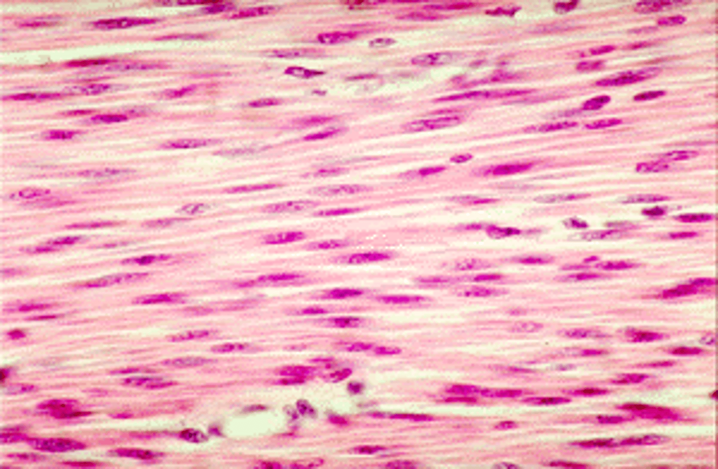 <p>-Involuntary, non-striated muscle.</p><p>-single nucleus</p><p>-unbranched</p><p>-located in intestines, arteries, other</p><p>-move food, help regulate blood pressure, etc.</p>