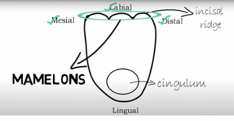 <ul><li><p>Generally wider labiolingually from the proximal view than the maxillary lateral incisor </p></li></ul><p></p>