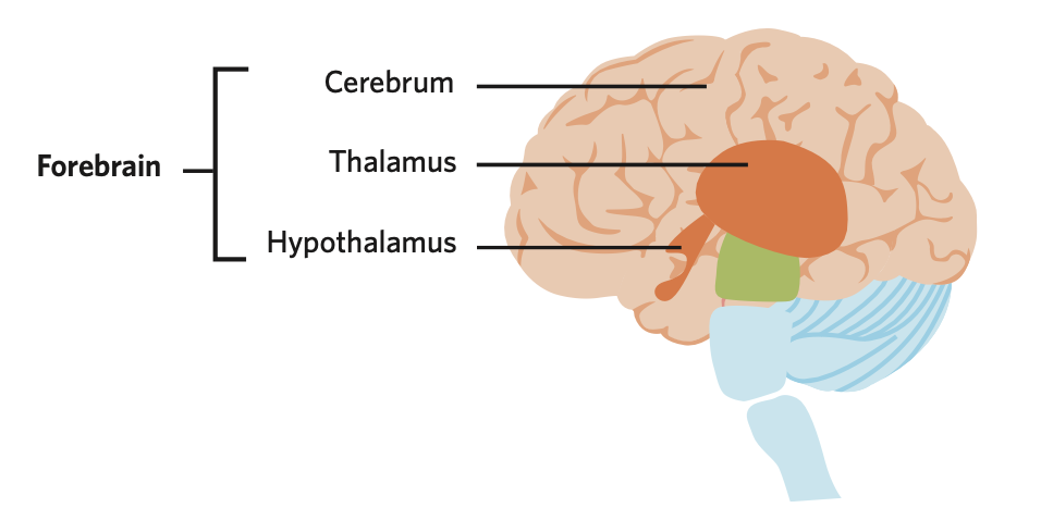 a large and prominent brain region that is located at the top and front of the brain

* consists of the hypothalamus, thalamus and cerebrum