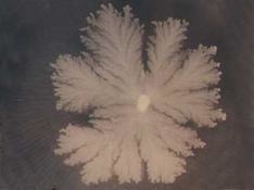 Describe the form (shape) of this colony