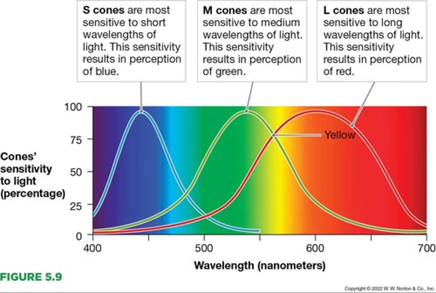 <p>The theory that there are three types of cone receptor cells in the retina responsible for color perception, each responding optimally to different but overlapping ranges of wavelengths.</p>