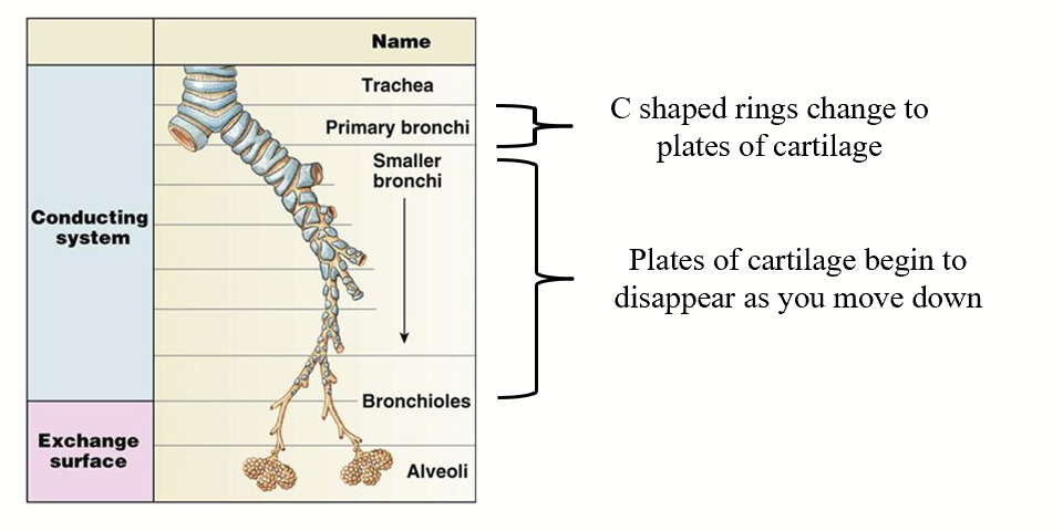 <p>Embedded in the lung tissue and will rely on the lung’s recoil to remain open (you cannot collapse lungs under normal conditions,<em> like a sponge</em>).</p>