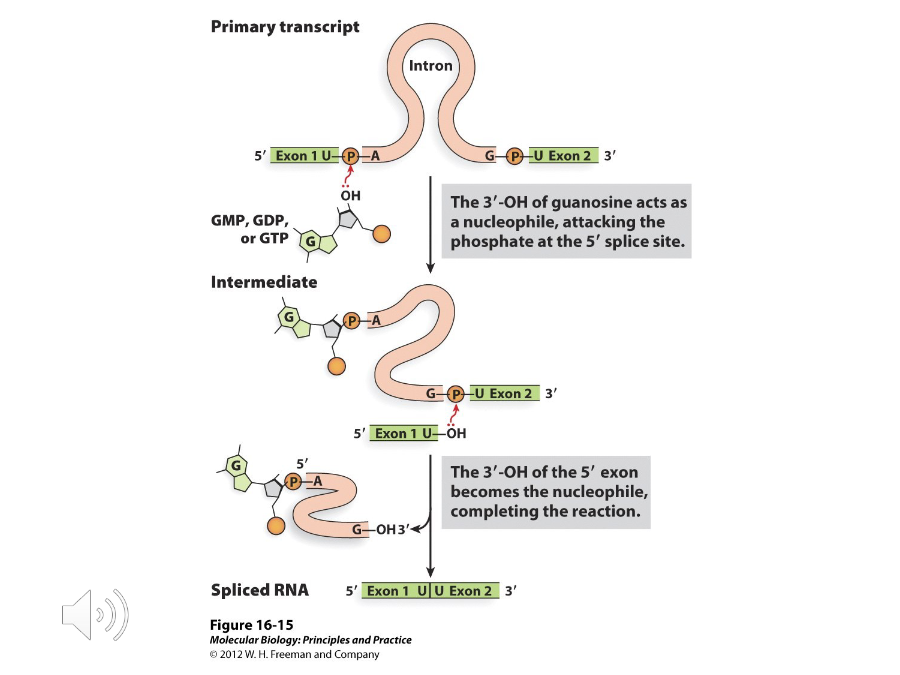 <p>Self-splicing introns that splice by a totally different pathway. Instead of an adenine in the branch point, they use a free guanine nucleotide and its 3’ OH group to attack the 5’ splice site, adding G to the intron and breaking off the exon. This exon then attacks the 3’ splice site.</p>