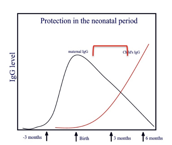 <ul><li><p>required for neonatal protection</p></li><li><p>IgG transferred from mother to foetus</p><ul><li><p>IgG trough 3-6moths due to decline in maternal IgG</p></li></ul></li><li><p>Maternal IgA transferred through colostral transfer</p></li></ul><p></p>