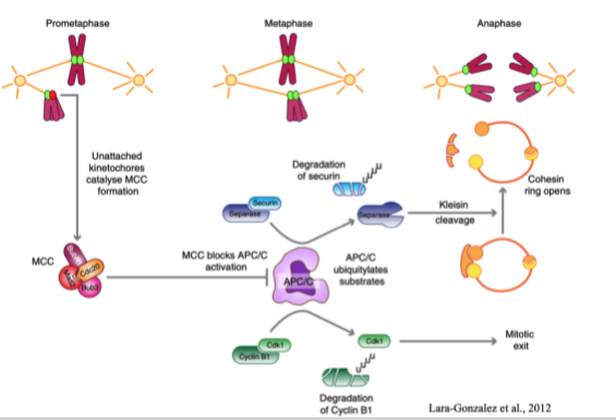 <p>iThe SAC effector molecule, generated at unattached kinetochores Inhibits APC/C in order to prevent premature anaphase and unequal segregation of DNA No longer generated with kinetochores are attached, so APC/C can degrade key substrates</p>