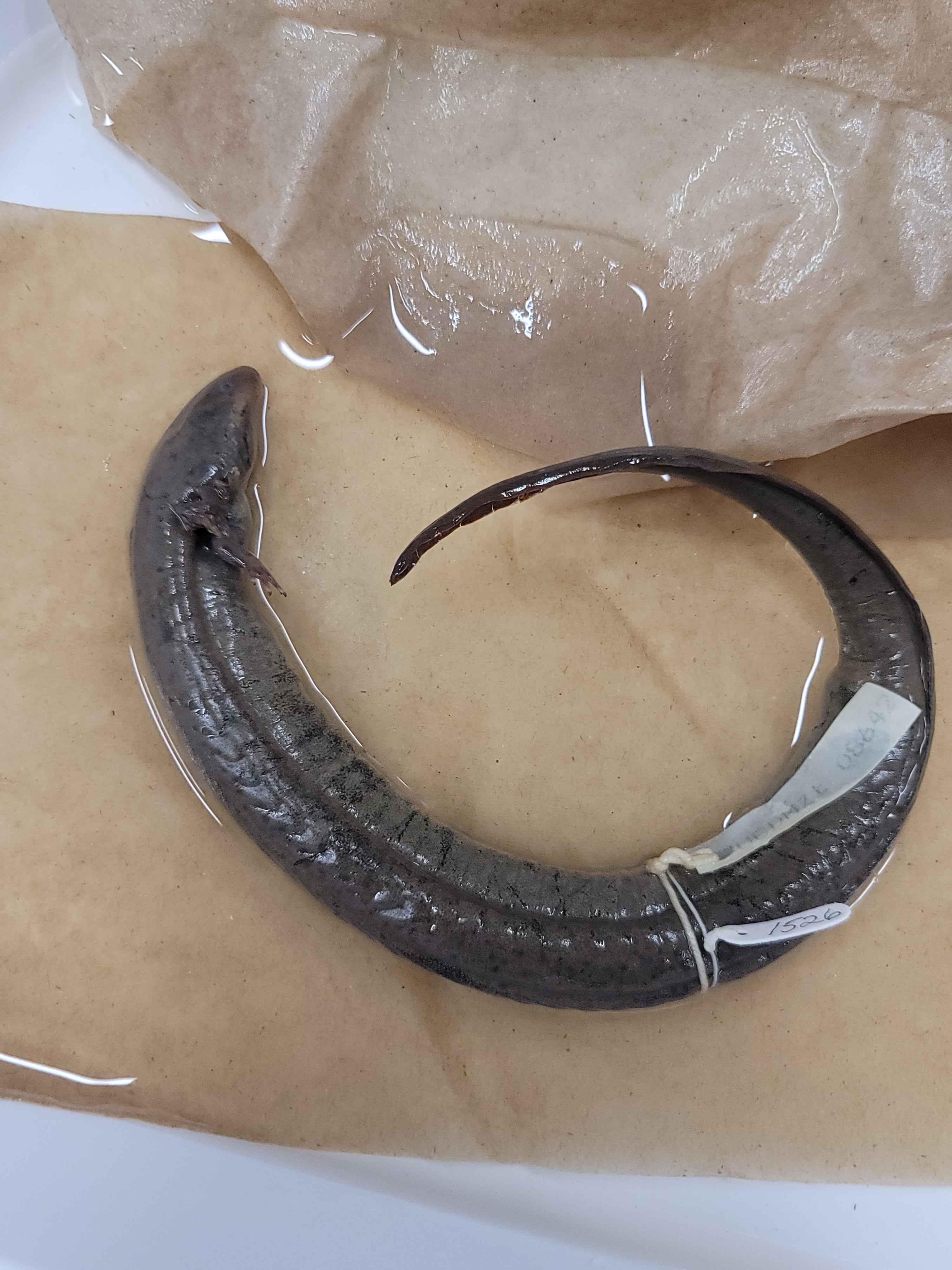 <ul><li><p><span>Eel-like, incomplete metamorphosis (paedomorphic)</span></p></li><li><p><span>adults have external gills,</span></p></li><li><p><span>keratinized beak with nonpedicellate teeth</span></p></li><li><p><span>two forelimbs with reduced number of digits</span></p></li><li><p><span>no pelvic girdle</span></p></li><li><p><span>external fertilization,</span></p></li><li><p><span>paternal care</span></p></li></ul><p></p>