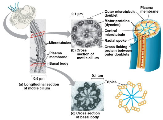 <p>Microtubules</p>