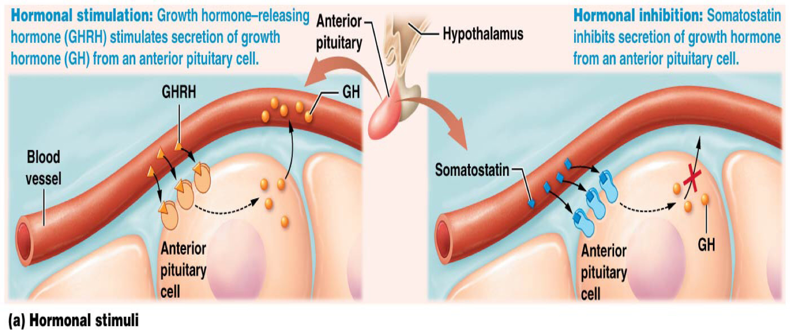 <p>Hormonal stimuli: somatostatin inhibits the secretion of growth hormone from an anterior pituitary cell</p>
