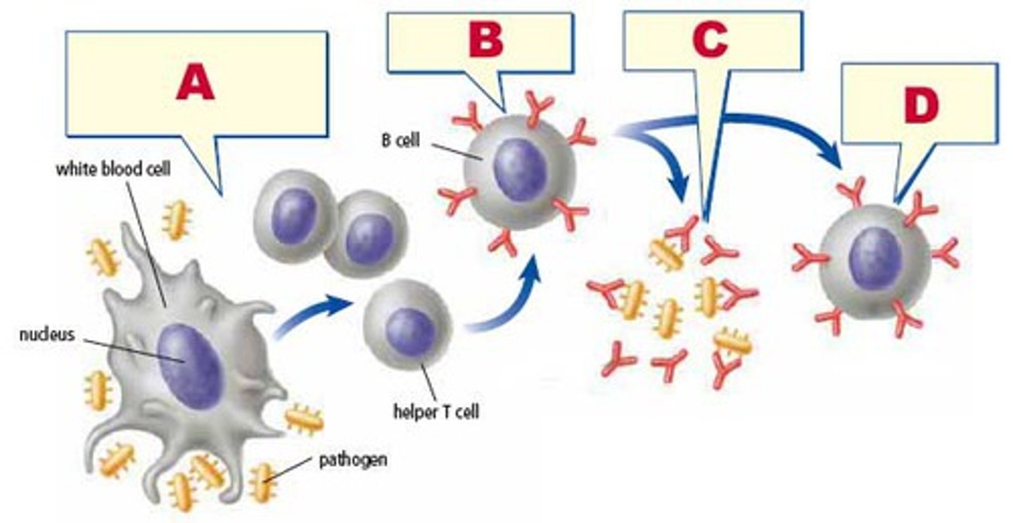 <p>remember the antigens and is prepared for a quick immune response for next time.</p>