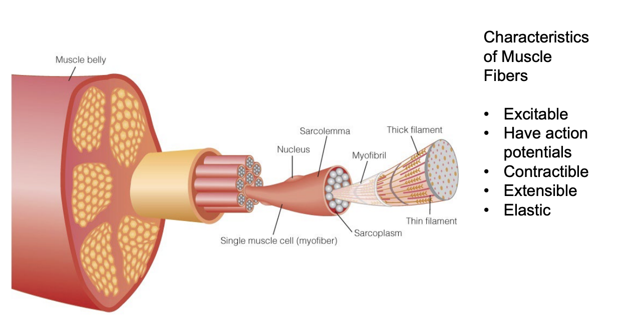 <ul><li><p>Muscle cell</p></li><li><p>Excitable</p><ul><li><p>AP spreads along membrane (<strong>sarcolemma</strong>)</p></li></ul></li><li><p>Contractable</p><ul><li><p>Get shorter when excited</p></li></ul></li><li><p>Extensible</p><ul><li><p>Can stretch</p></li><li><p>Mot due to action potential</p></li></ul></li></ul><p></p>