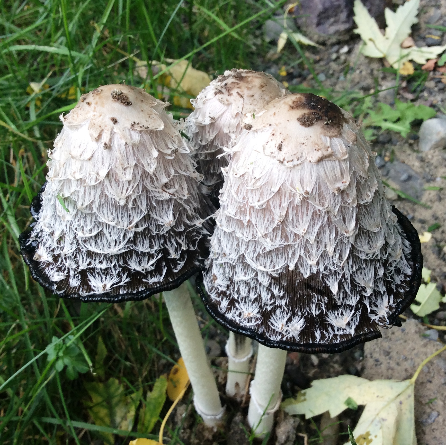 <p>Coprinus Mushroom - Basidiomycota</p>