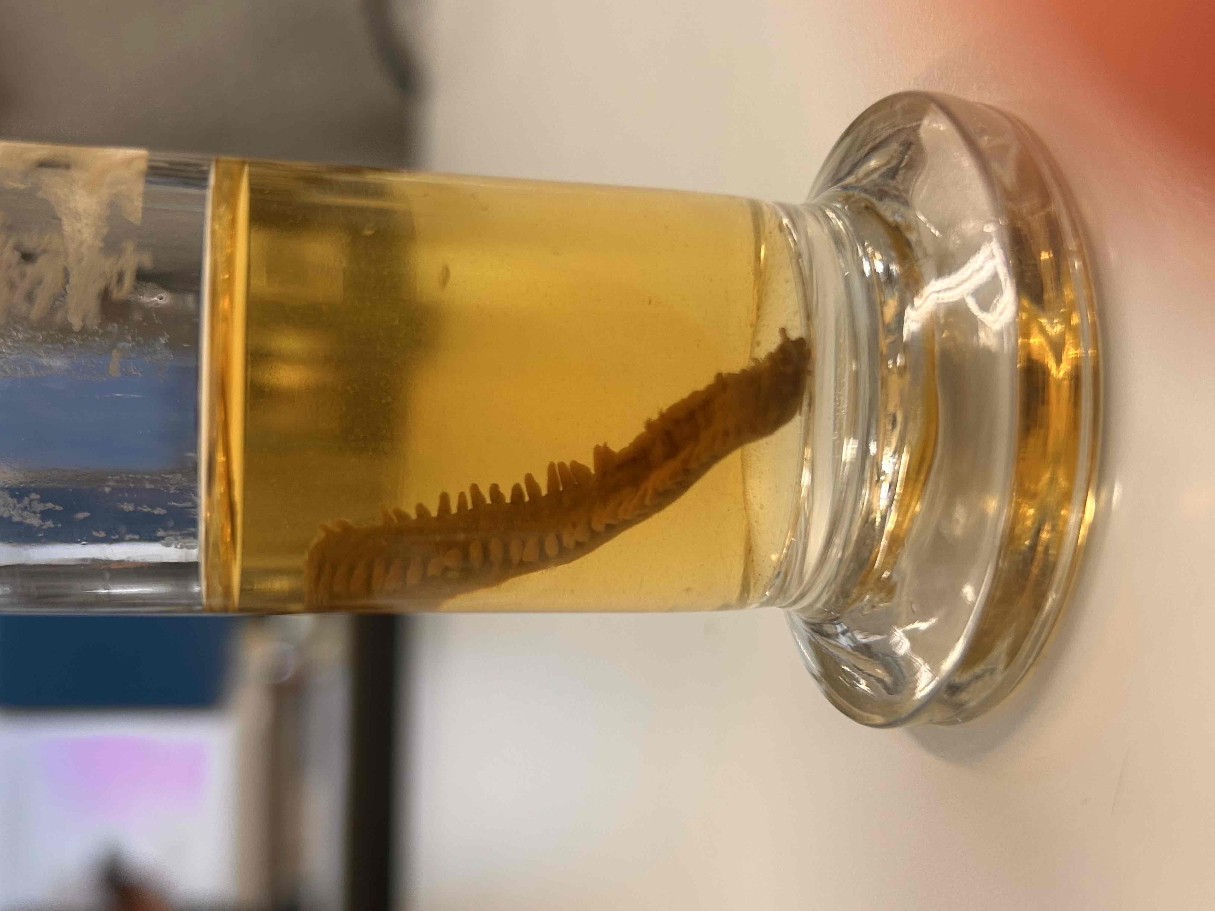 <p>Panartropodi</p><p>Onycophora</p>