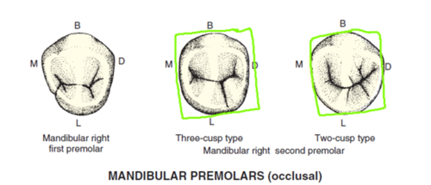 <p>Most Premolars have ____ lobes.</p><p>Named: mesiobuccal, middle buccal, distobuccal, and lingual lobes.</p><p>The EXCEPTION is the ____ ___ ____ bc it has TWO lingual cusps= 5 lobes </p>