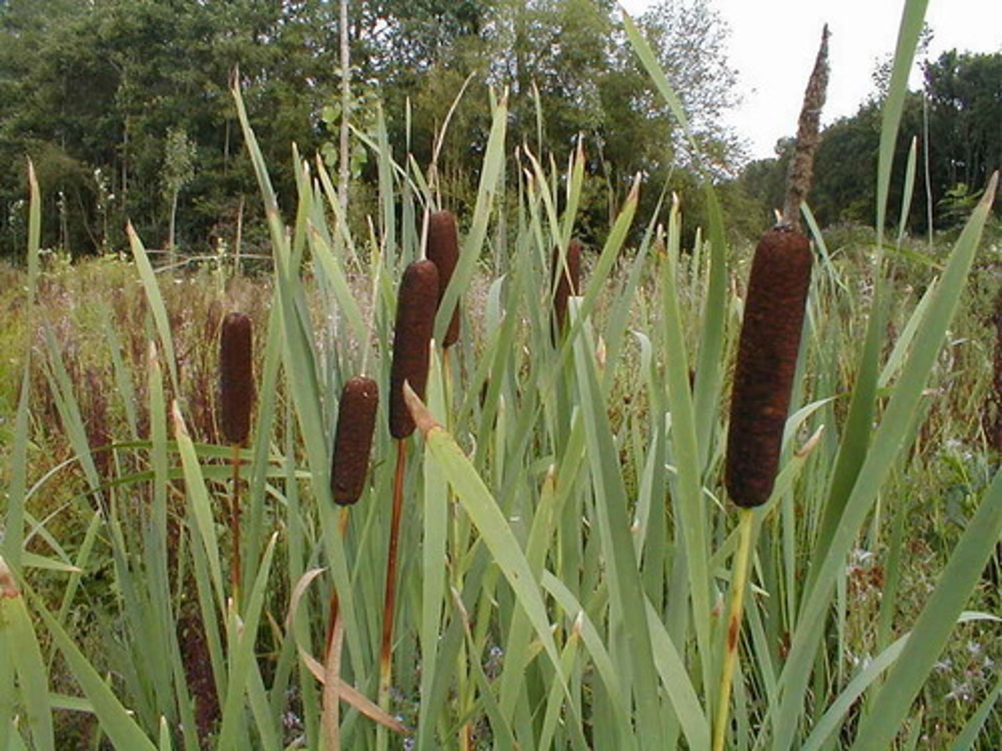 <p>Grote lisdodde</p>